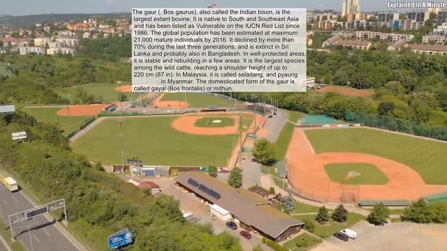 The Gaur ( Bos Gaurus) Also Called The Indian Bison Is The Largest Extant Bovine It Is Native смотреть онлайн