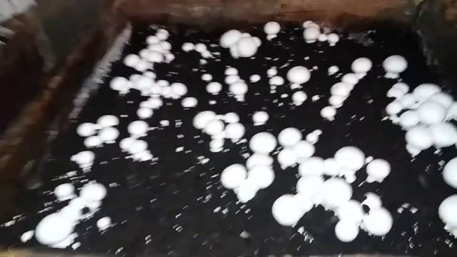 Вирощування шампіньйонів в домашніх умовах/Перші проблеми, розпушення копосту. смотреть онлайн