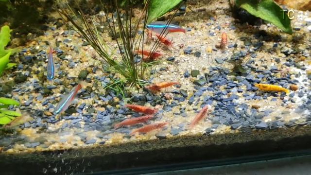 Cherry shrimp and Neon Tetra community tank смотреть онлайн