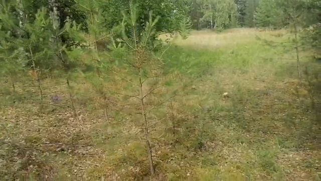 Лето. Первые грибы.#отдых #грибы#travel