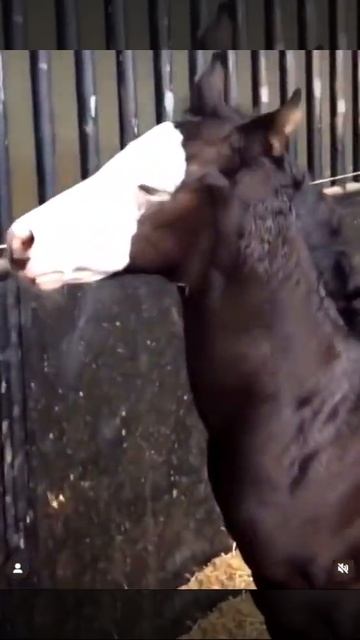 малыш кырасачпик лошадь 🐎 щ смотреть онлайн