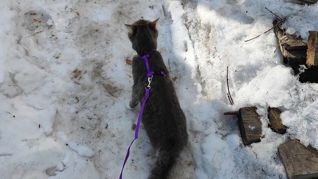 ПРОГУЛКА С КОШКОЙ 😺 смотреть онлайн