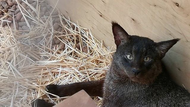 чёрные камышовые коты (The Black Reed Cat Or Marsh Lynx Is A Hidden Thief Of Birds, Mice And Fish)