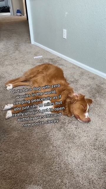 Sleepy birthday puppy #dog #nsdtr #toller #puppy смотреть онлайн