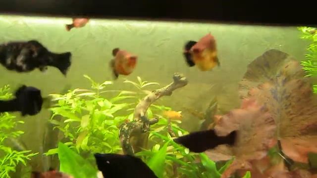 пецилии смотреть онлайн