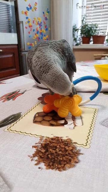 Grey parrot baby plays with funny sounds #shorts смотреть онлайн