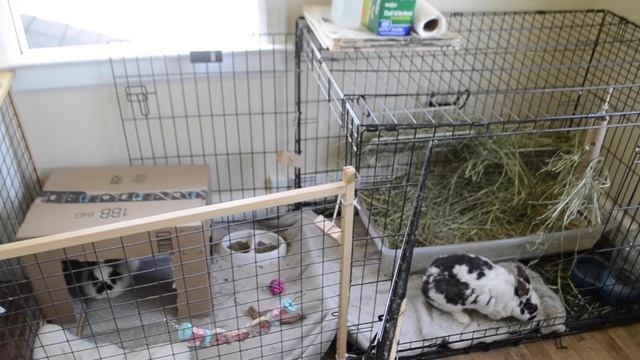 WAYS TO KEEP YOUR RABBIT COOL IN THE SUMMER! смотреть онлайн
