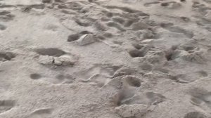 Рождение черепашек- первые шаги