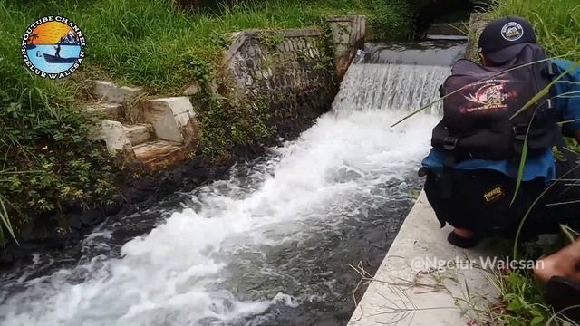 HAMPIR PUTUS ASA‼️setelah pindah dari sungai kecil ke selokan dapat jackpotnya@ngelurwalesan5059 смотреть онлайн