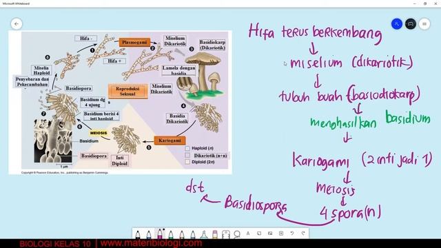 Materi Biologi Basidiomycota Kelas 10 | Bab Kingdom Fungi