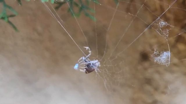Uloborus смотреть онлайн
