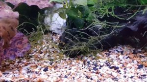 Aquário plantado Boyu EC 400 HD