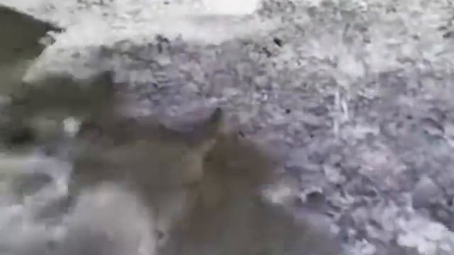 Мистический поход за грибами