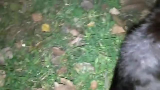 Выгуливаю кота Мурзентия. смотреть онлайн