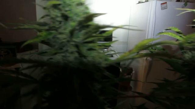 Organic garden herrer. смотреть онлайн