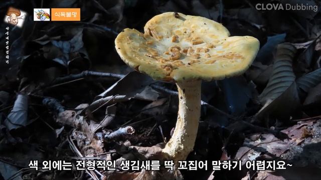 백황색광대버섯(Amanita alboflavescens)