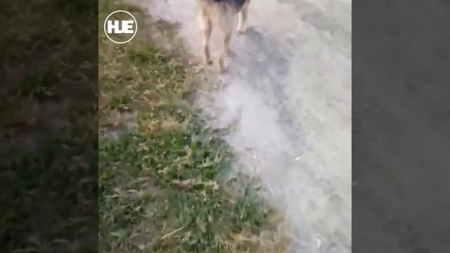 Под Питером операция по спасению собаки попала на камеру смотреть онлайн