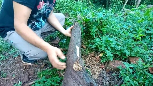 Donde encontrar trichoderma смотреть онлайн