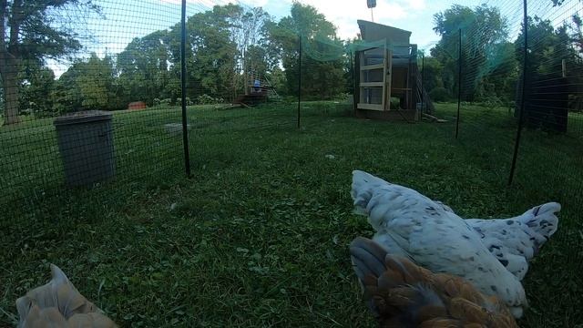 Easter Egger Chickens Grazing [Part 4 Of 5]