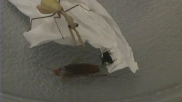 Bug GLADIATORS: Samson Vs. Black Widow смотреть онлайн