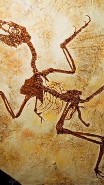 Dinosaur facts | #shorts |Arinthu Kolvom смотреть онлайн