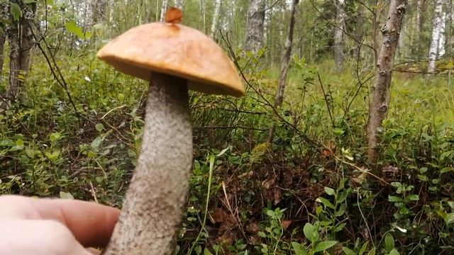 В Грибном месте не успеваем собирать