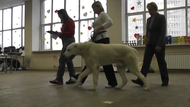 18.01.15 г., выставка "Кинолог и Я", ринг САО смотреть онлайн