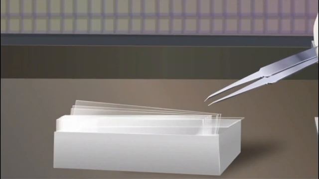 Pemeriksaan Jamur Rhizopus