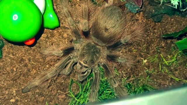 My Nhandu tripepii SUPER MARIO Tarantula has been a busy girl! (Peach) смотреть онлайн