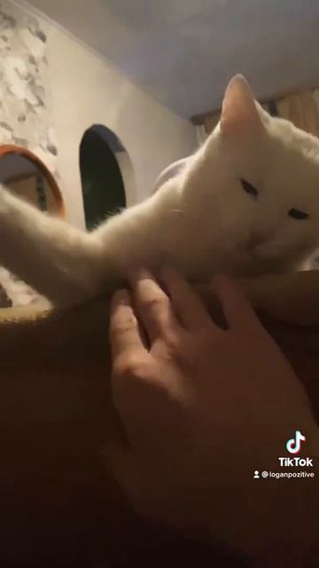 Отжал у меня кресло 😭😭😭Снежок жадина 😂 смотреть онлайн