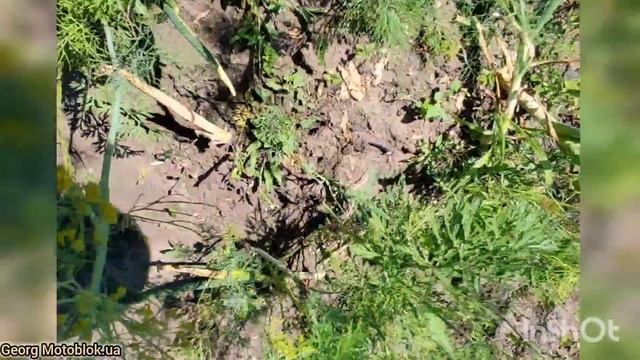 Малосольні огірки молоденькі гарненькі від А до Я смотреть онлайн