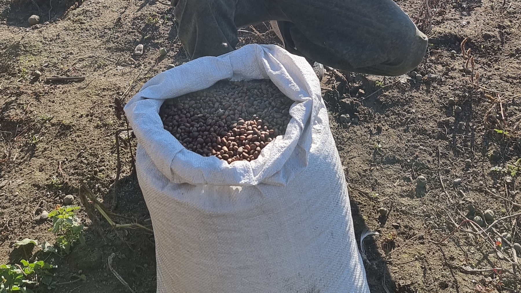 Орех добыча часть 3