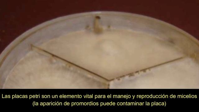 ⚠️TRUFAS MÁGICAS⚠️ смотреть онлайн