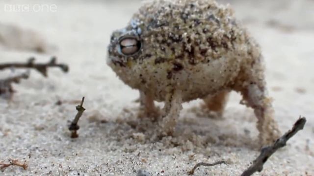 Angry Squeaking FrogAnya смотреть онлайн