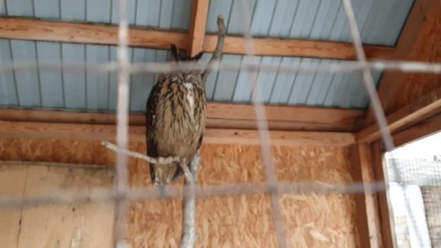 Ты что такой сегодня? #филиппфилиппыч #nature #animals #owl #park #природа #животные #филин #сова # смотреть онлайн