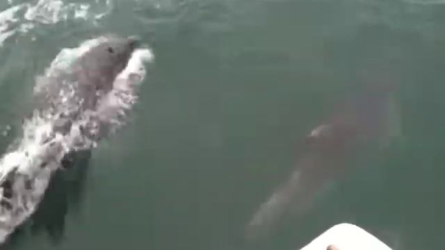 Bottle nose dolphins in Dublin Bay 2010 смотреть онлайн