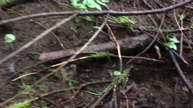 Truffle Dog Finds Wild Oregon Black Truffle