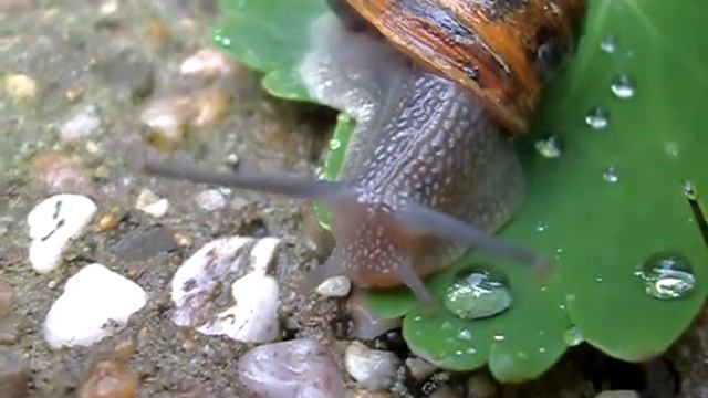 Helix Aspersa na de regen.wmv смотреть онлайн