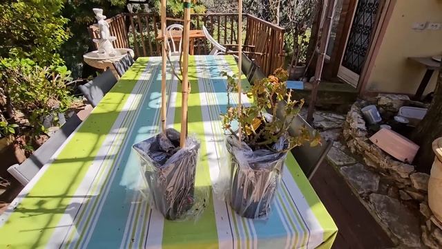 Небольшой влог о моем весеннем саде .Еще одна новая розочка и виноградная лоза