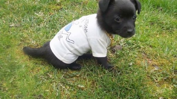 Кошки и собаки