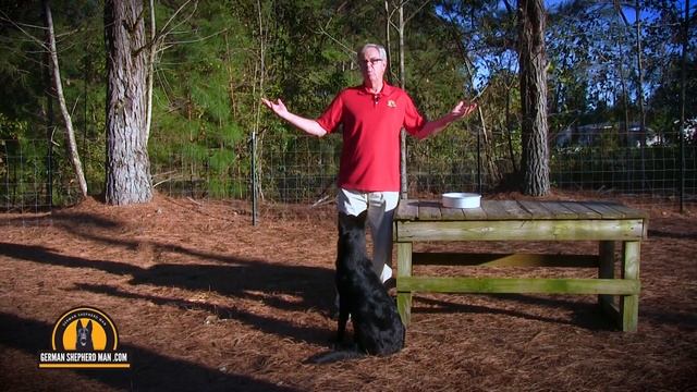 One of THE MOST IMPORTANT WAYS to have a SHARP dog смотреть онлайн