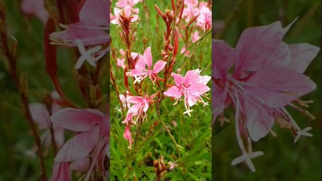 나비바늘꽃. Gaura lindheimeri. whirling butterflies. смотреть онлайн