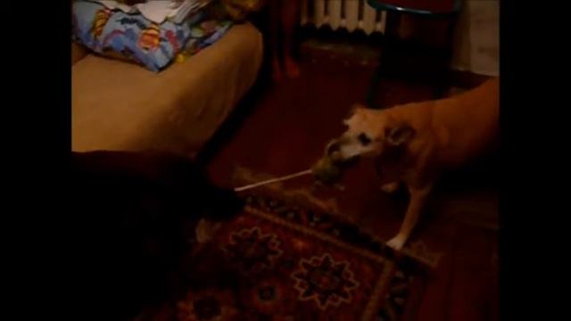 Собаки смотреть онлайн