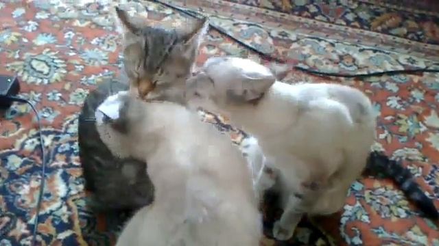 Любовь в кошачей семье) смотреть онлайн