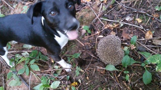 Ёжик смотреть онлайн