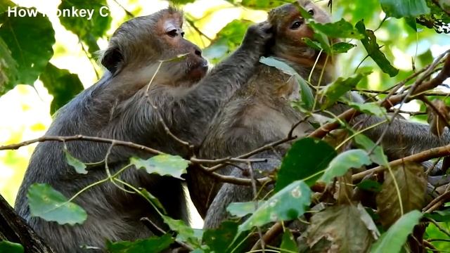 Monkey Tima Today Look So Fresh & Getting Better after Gave Up Her Baby # How Monkey Cry смотреть онлайн