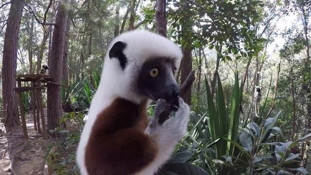 ORMANDA ZOBOOMAFOO'YU BULDUK - SİFAKA LEMURLARI смотреть онлайн