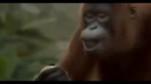 Орангутанг танец