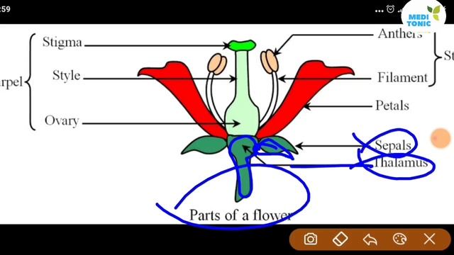 NTA Abhyas Test - Biology Solved Questions || NTA NEET смотреть онлайн