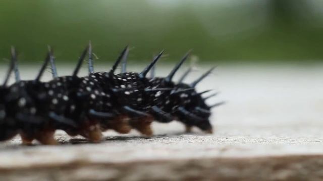 Aglais io смотреть онлайн